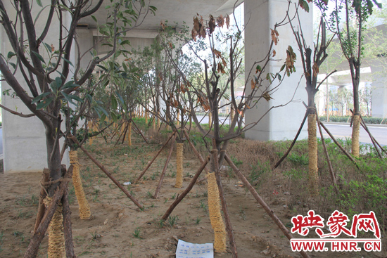 北三環(huán)經(jīng)三路橋下種的樹木有的葉子已經(jīng)干枯。