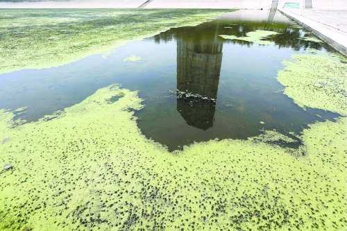 幾近干涸、臭氣熏天、長滿水草的東風(fēng)渠，已不見往日容顏　 記者 侯建勛/攝