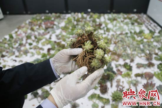 這些被截獲的多肉植物郵件面單上的品名大多申報為“禮物”、“衣服”等，屬于瞞報行為。