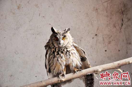 據(jù)了解，長耳鸮屬于夜行動(dòng)物，是一種益鳥，主要捕食鼠類。