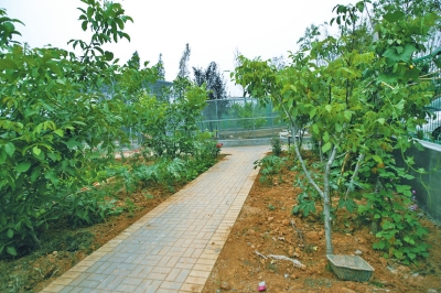 路兩邊是核桃樹，而路的盡頭救助野生鳥類的籠子，鴨子和鵝占了鵲巢