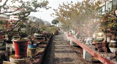 劉光嘉出示博物館內(nèi)部圖片中，擺放著各種盆景。