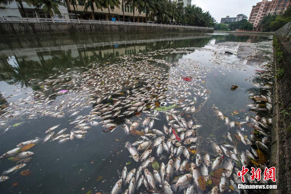 海口美舍河現(xiàn)大面積死魚 河面蔓延超一公里長