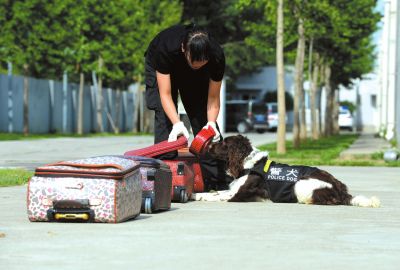 搜油犬正在進行日常訓練。