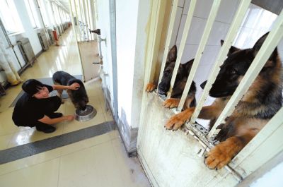 馴犬員給搜油犬準備晚餐。