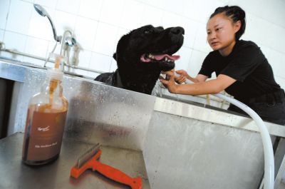 天熱時,搜油犬會天天洗澡。