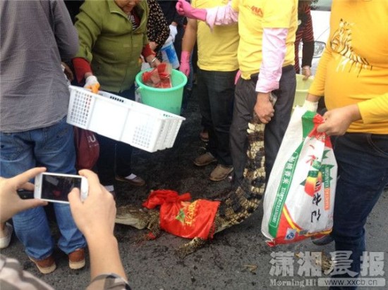 鱷魚被車主抓到。