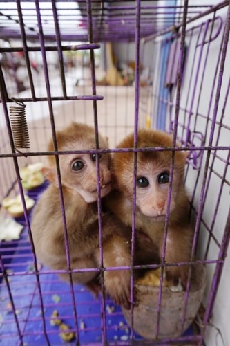 獼猴、麂子、白鷴、果子貍、豪豬、豺狗、熊、竹鼠等國(guó)家保護(hù)野生動(dòng)物或?yàn)l危物種，在此成為各路食客的盤中餐