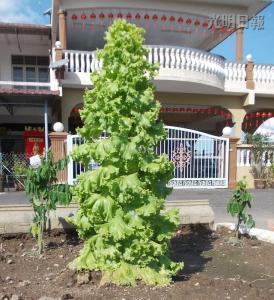 馬口親善花園居民李亞德種出“高人一等”的生菜，這棵3英尺高的生菜好像圣誕樹，令人稱奇。