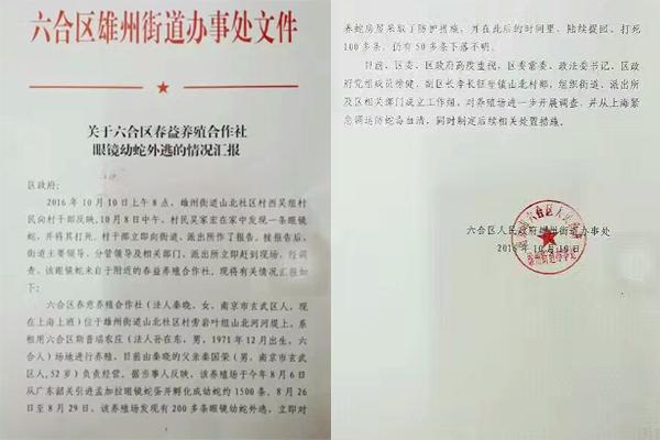 交匯點(diǎn)10月10日消息， 10日晚上，一則消息在南京人的朋友圈和微信群里瘋傳，網(wǎng)傳消息稱：六合雄州街道山北村一個(gè)農(nóng)莊私自養(yǎng)眼鏡蛇，幾天前突然跑出來了，估計(jì)二三百條。交匯點(diǎn)記者向六合區(qū)委宣傳部相關(guān)人士求證，證實(shí)了此事確實(shí)發(fā)生。