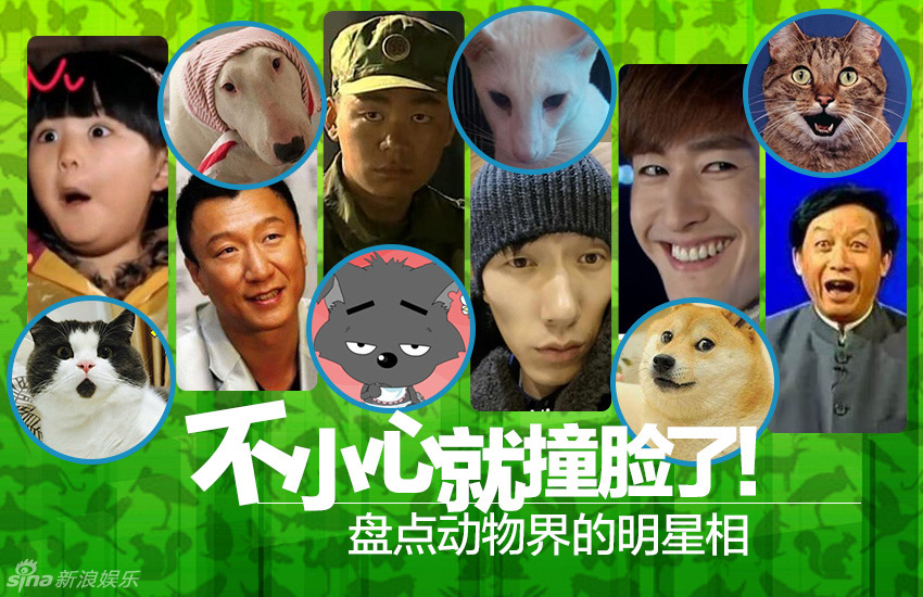 不小心就撞臉了！盤(pán)點(diǎn)動(dòng)物界的明星相