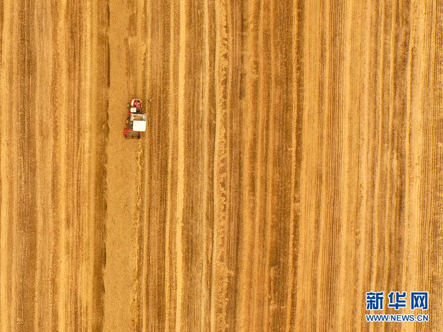 這是5月28日在河南省南陽市唐河縣甘河灣村航拍的麥?zhǔn)宅F(xiàn)場。