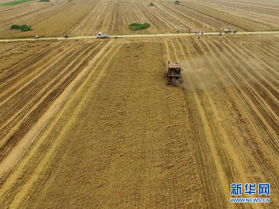 這是5月28日在河南省南陽市唐河縣甘河灣村航拍的麥?zhǔn)宅F(xiàn)場。