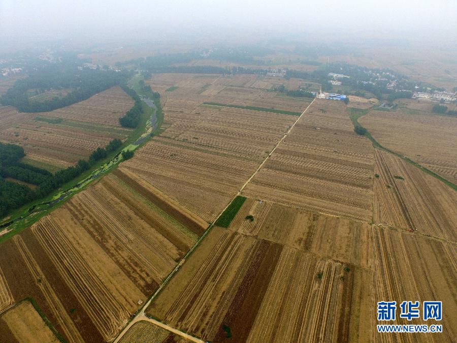 這是5月28日在河南省南陽市唐河縣甘河灣村航拍的麥?zhǔn)宅F(xiàn)場。