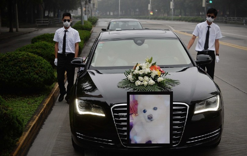 著寵物狗靈柩的車隊(duì)緩緩開往悼念室。