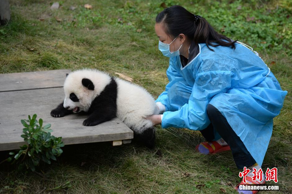 一名飼養(yǎng)員正幫助一只小大熊貓練習(xí)攀爬。