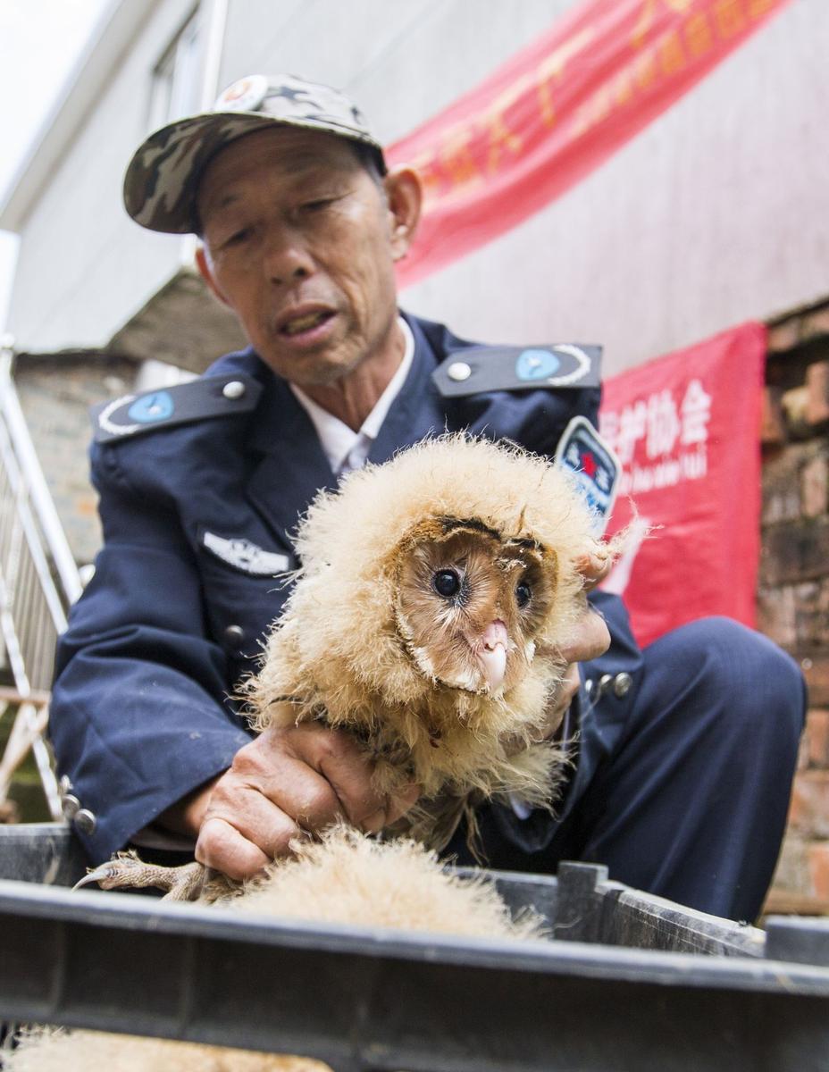 這5只雛鳥長得既像貓頭鷹，又像老鷹，危億玲和她丈夫便上網(wǎng)查詢，也沒查出來到底是什么動物。因為擔(dān)心這些雛鳥是保護動物，放在自己家里會養(yǎng)不好，危億玲便聯(lián)系上了都昌縣林業(yè)局野生動植物保護管理站。