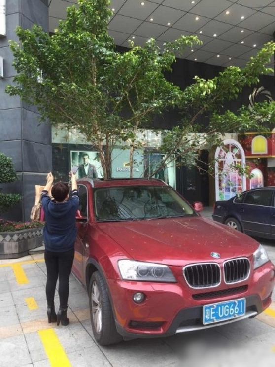 一輛停在停車位上的寶馬轎車，被墜落的樹枝砸中，樹枝徑直插入車內(nèi)，現(xiàn)場(chǎng)引發(fā)不少市民圍觀拍照。