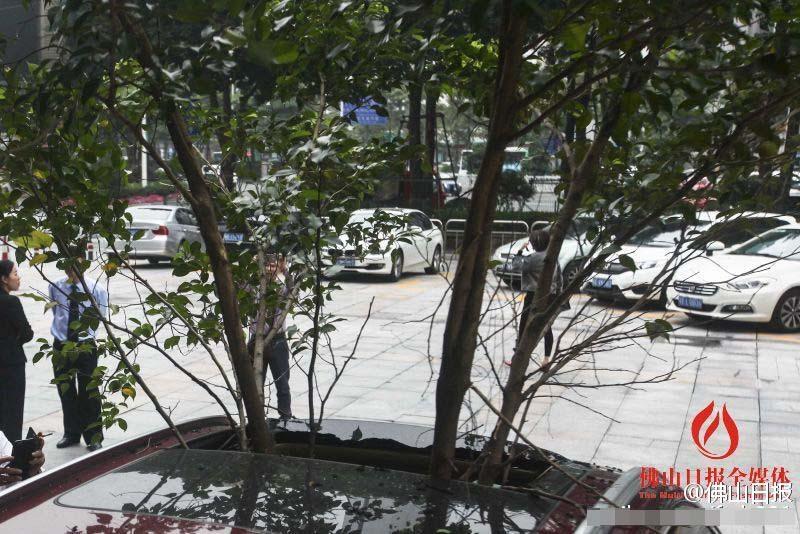 一輛停在停車位上的寶馬轎車，被墜落的樹枝砸中，樹枝徑直插入車內(nèi)，現(xiàn)場(chǎng)引發(fā)不少市民圍觀拍照。