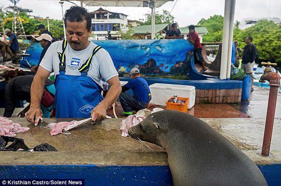 厄瓜多爾海獅成魚攤“?？汀?排隊“買”金槍魚