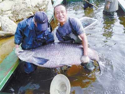河南水庫(kù)捕到147斤重大青魚，長(zhǎng)1.76米。