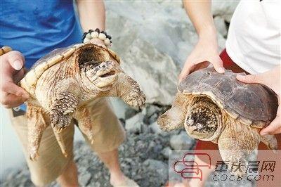 楊先生買(mǎi)來(lái)的鱷龜有很強(qiáng)的攻擊性。見(jiàn)習(xí)記者 雷鍵 攝