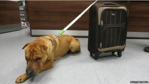 這只雄性的雜交沙皮犬被連同行李箱被拴在火車(chē)站外的欄桿上。