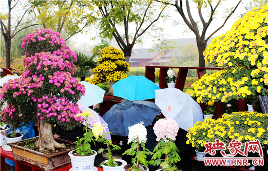 天好、花美 中國(guó)開封第32屆菊花文化節(jié)延長(zhǎng)一周