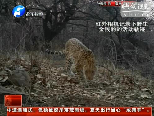萌萌噠！濟源首次拍到金錢豹