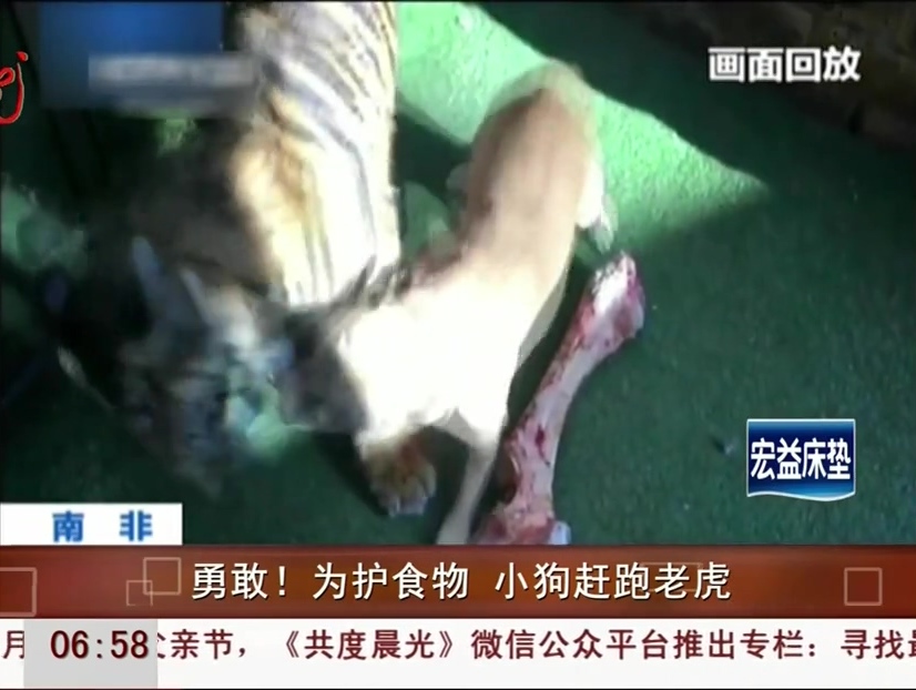 勇敢！為護食物 小狗趕跑老虎