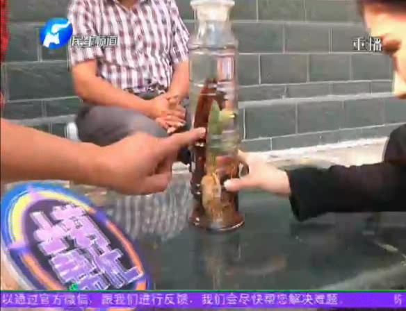 神奇！泡酒人參發(fā)芽長(zhǎng)樹葉