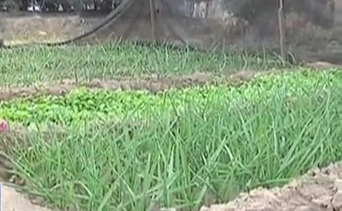 生態(tài)廊道變菜園 誰干的？