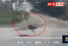 實拍鴕鳥車流中狂奔與車賽跑 腳底生風(fēng)引路人尖叫