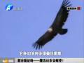 都市驗證碼——鷹活40歲會蛻變？