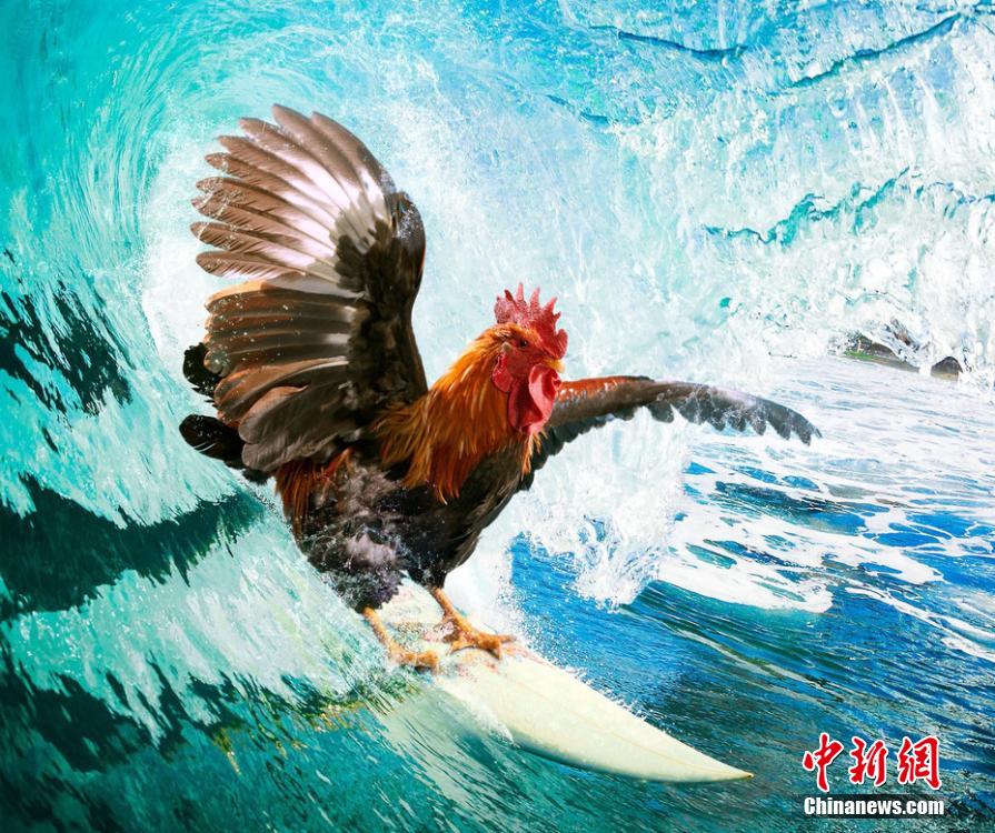 有趣！英國一公司推出公雞日歷